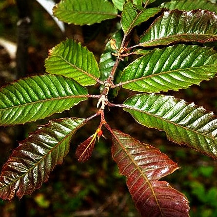 Rotblättrige Edel-Kastanie 'Annys Summer Red' (Castanea sativa)
