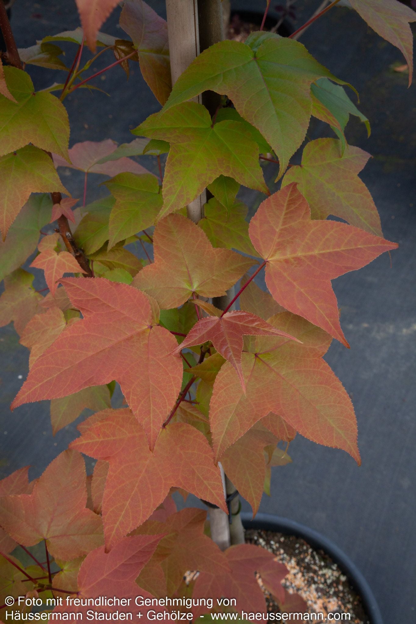 Rotblättriger Amberbaum (Liquidambar acalycina)