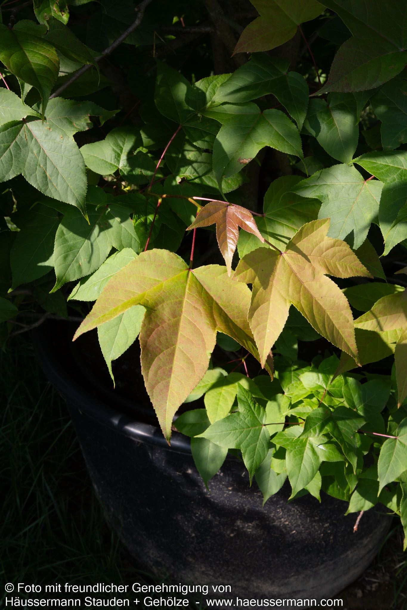 Rotblättriger Amberbaum (Liquidambar acalycina)