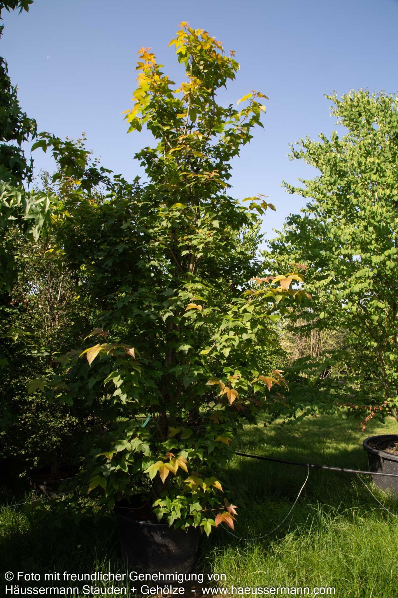 Rotblättriger Amberbaum (Liquidambar acalycina)