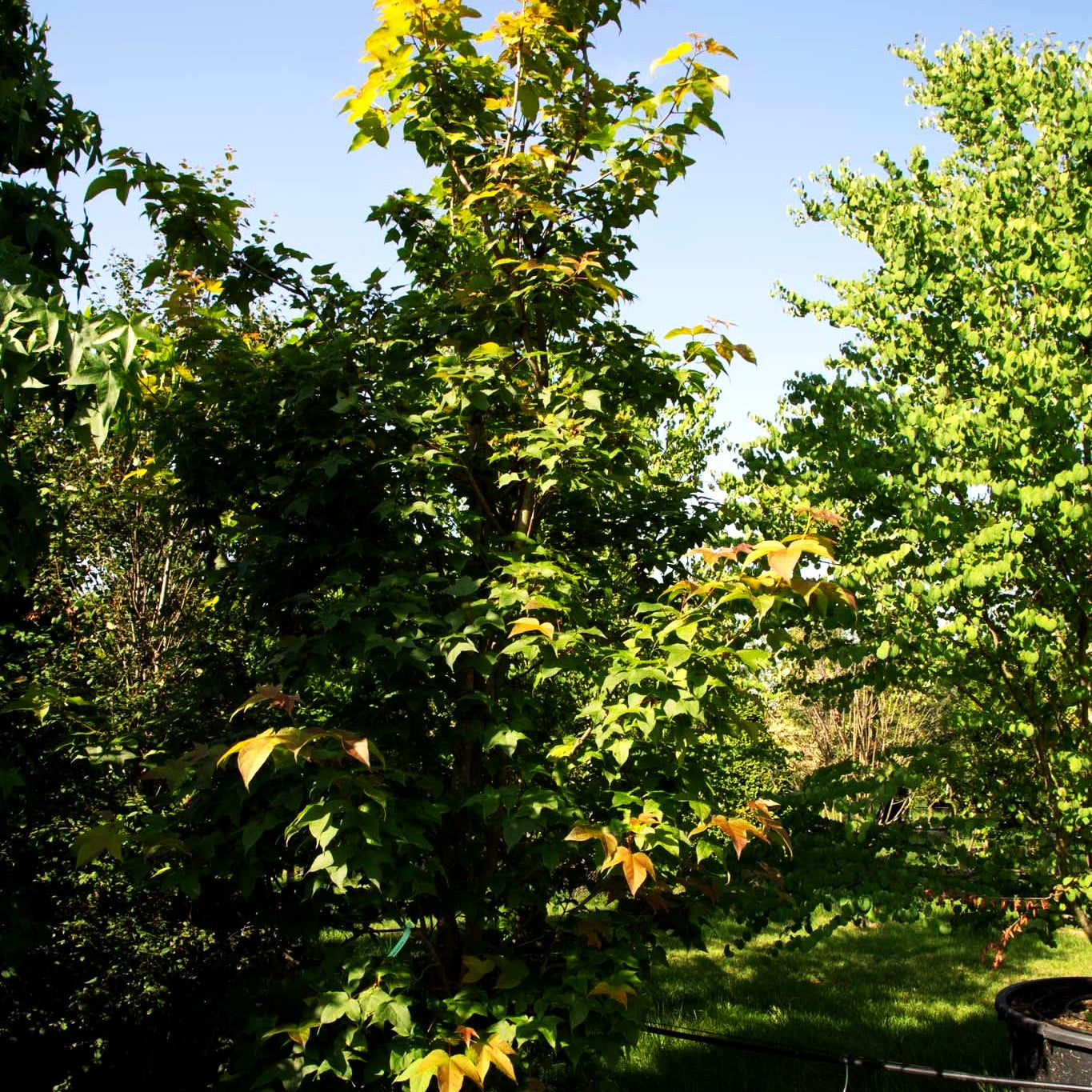 Rotblättriger Amberbaum (Liquidambar acalycina)