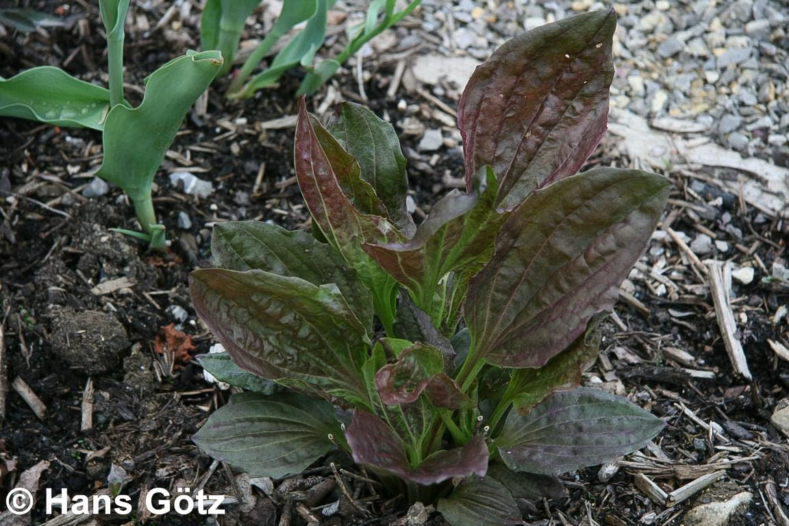Rotblättriger Breit-Wegerich 'Purpurea' (Plantago major)