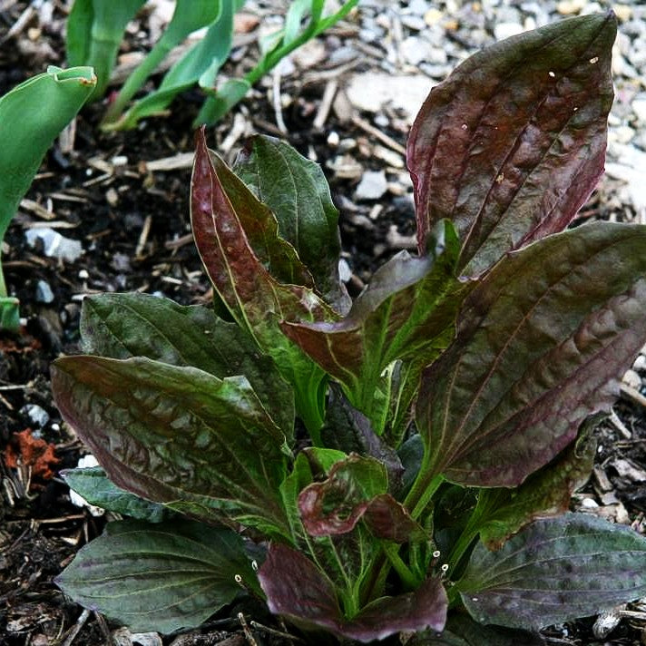Rotblättriger Breit-Wegerich 'Purpurea' (Plantago major)