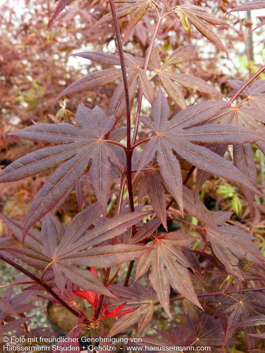 Rotblättriger Fächer-Ahorn 'Atropurpureum' (Acer palmatum)