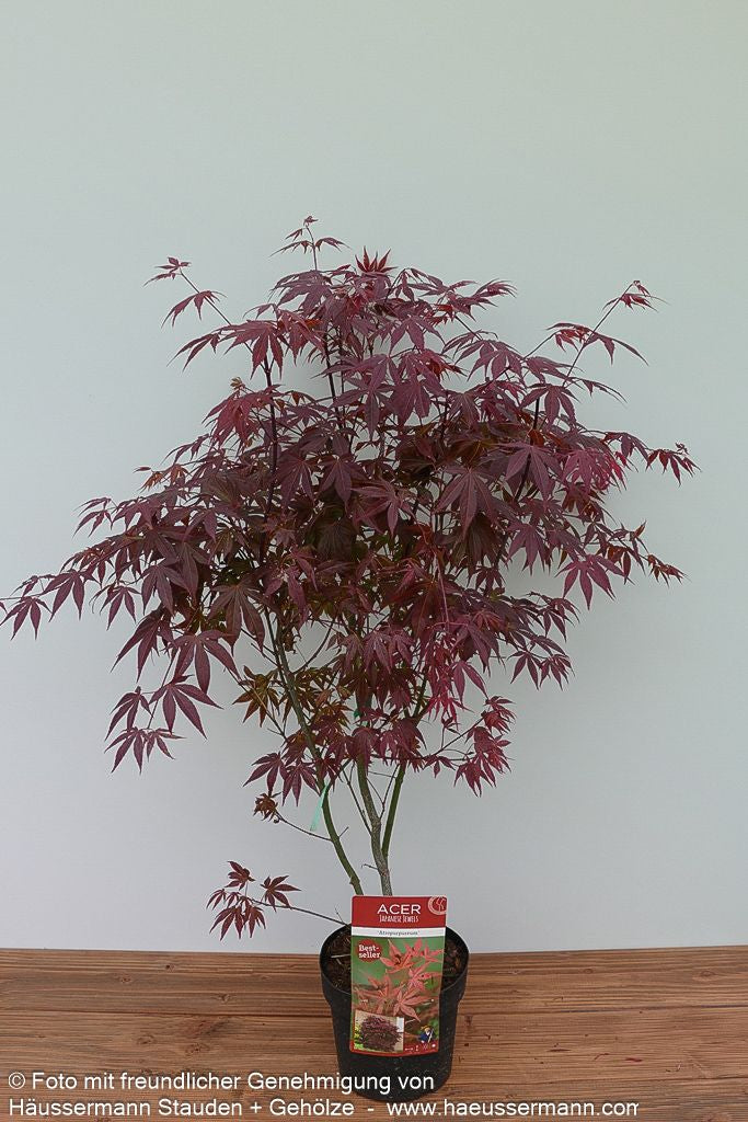 Rotblättriger Fächer-Ahorn 'Atropurpureum' (Acer palmatum)