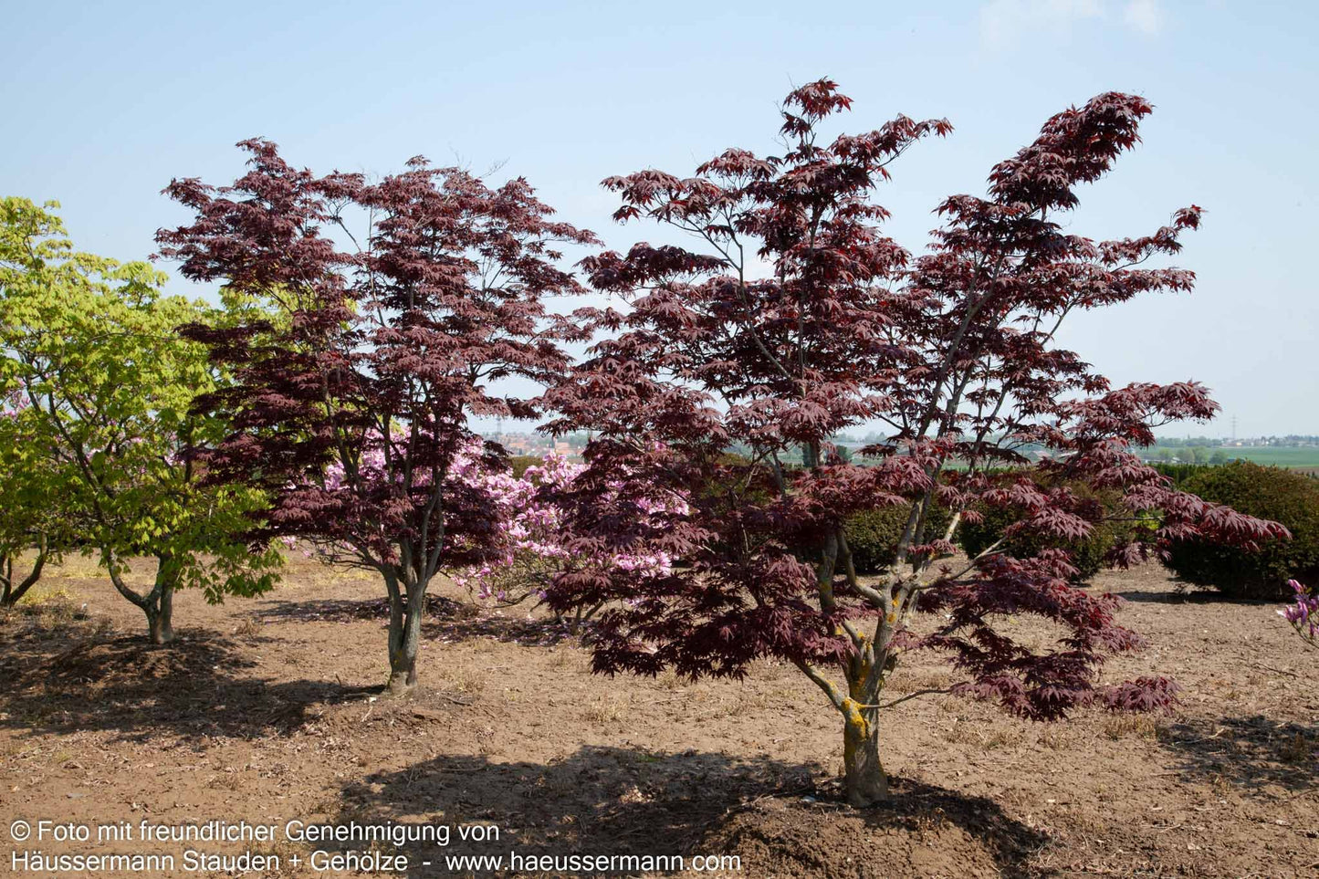 Rotblättriger Fächer-Ahorn 'Atropurpureum' (Acer palmatum)