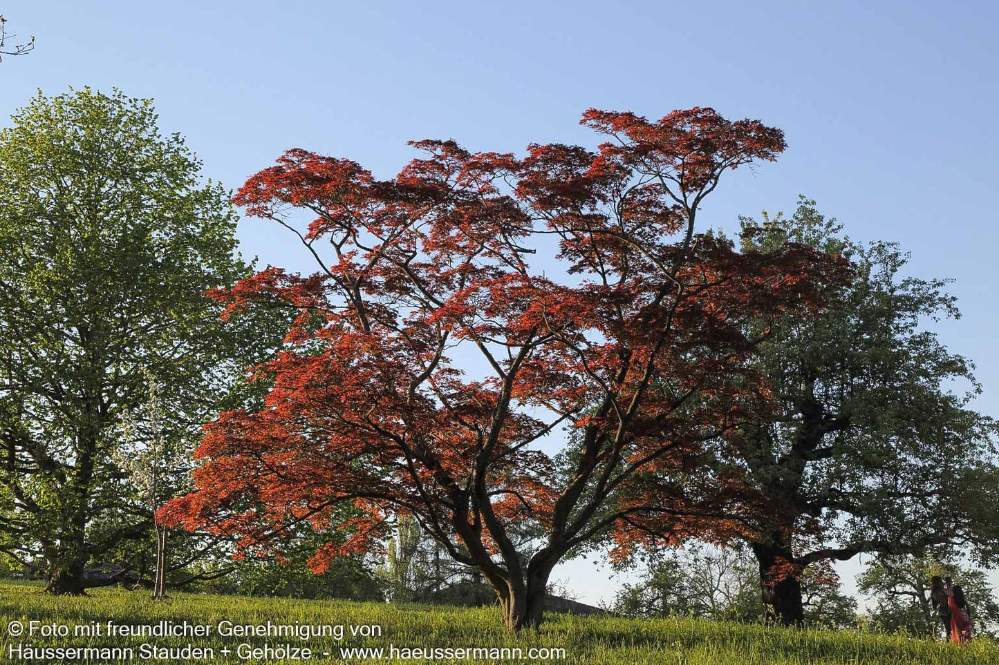 Rotblättriger Fächer-Ahorn 'Atropurpureum' (Acer palmatum)