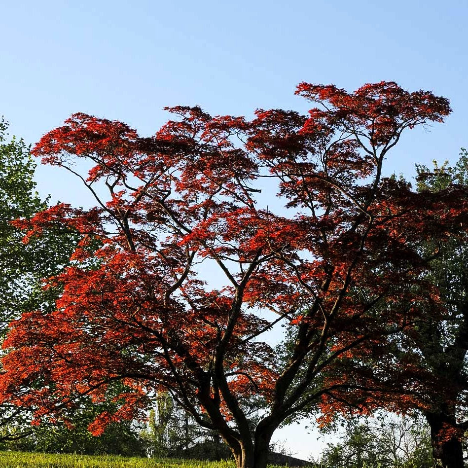Rotblättriger Fächer-Ahorn 'Atropurpureum' (Acer palmatum)