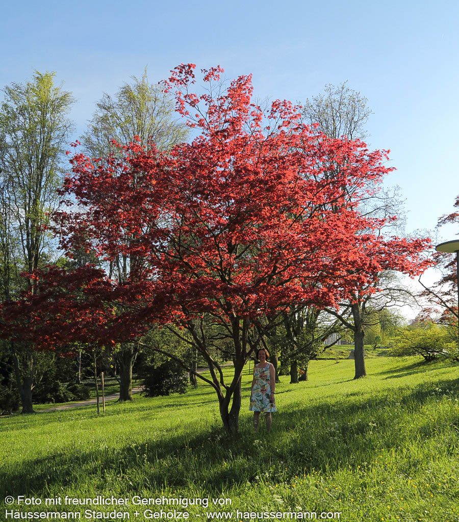 Rotblättriger Fächer-Ahorn 'Atropurpureum' (Acer palmatum)