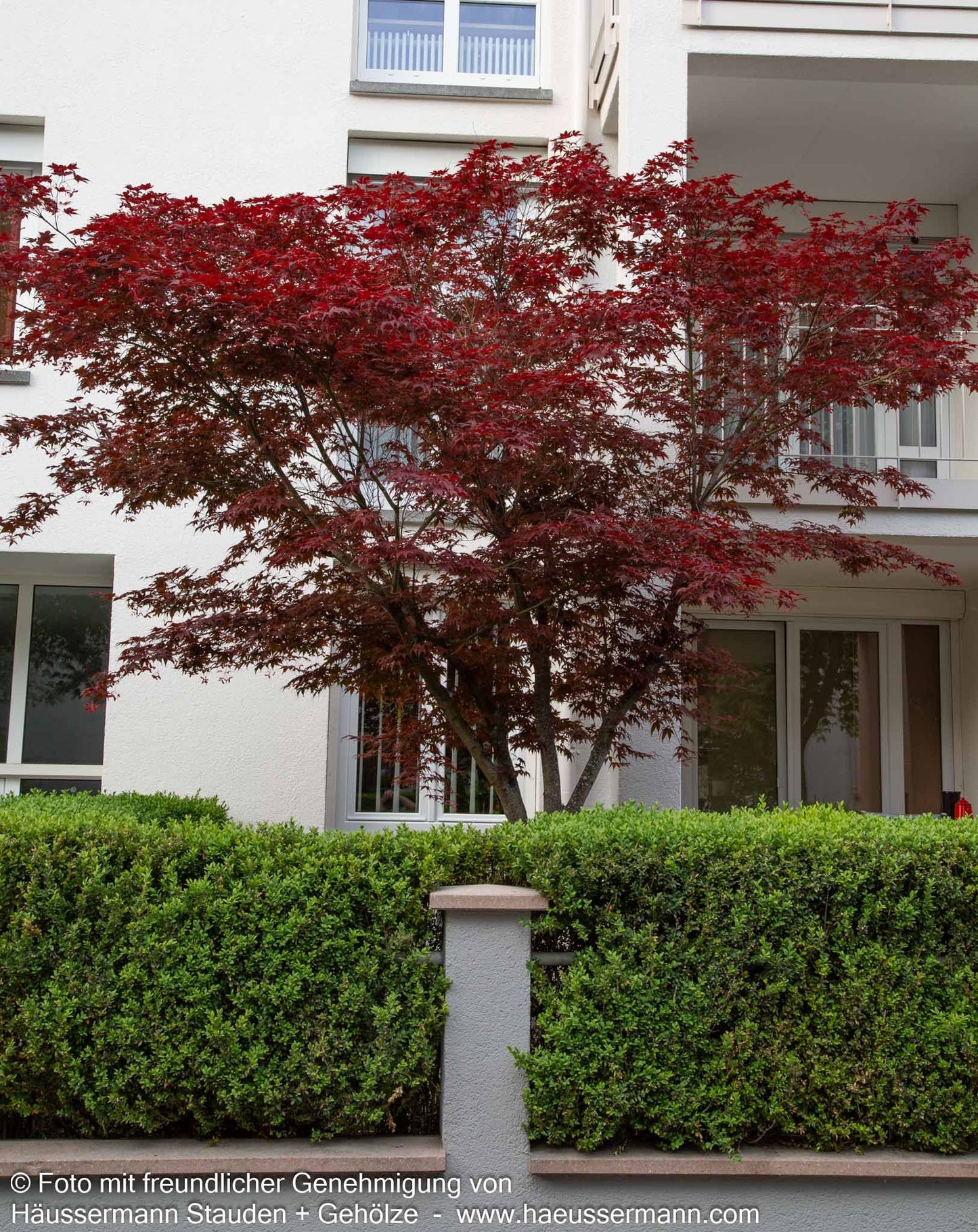 Rotblättriger Fächer-Ahorn 'Atropurpureum' (Acer palmatum)