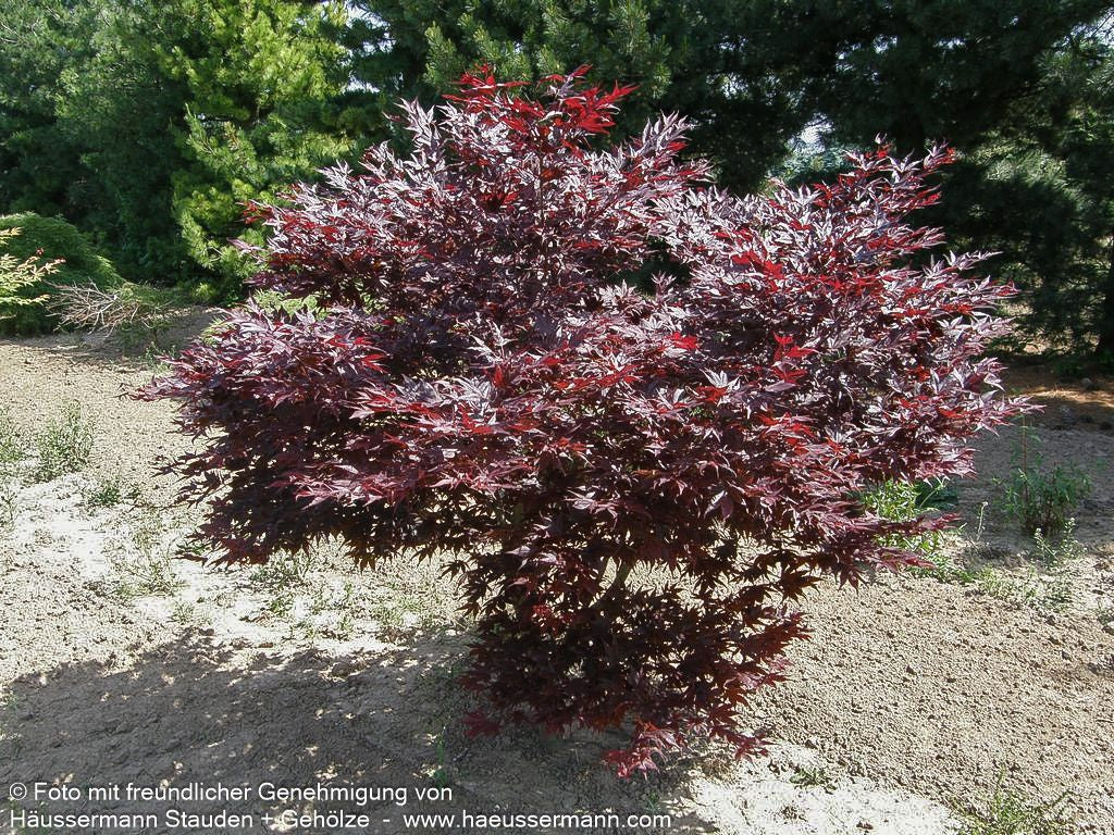 Rotblättriger Fächer-Ahorn 'Atropurpureum' (Acer palmatum)