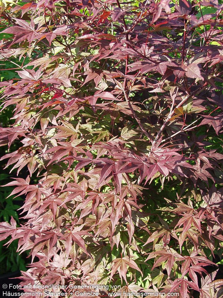 Rotblättriger Fächer-Ahorn 'Atropurpureum' (Acer palmatum)