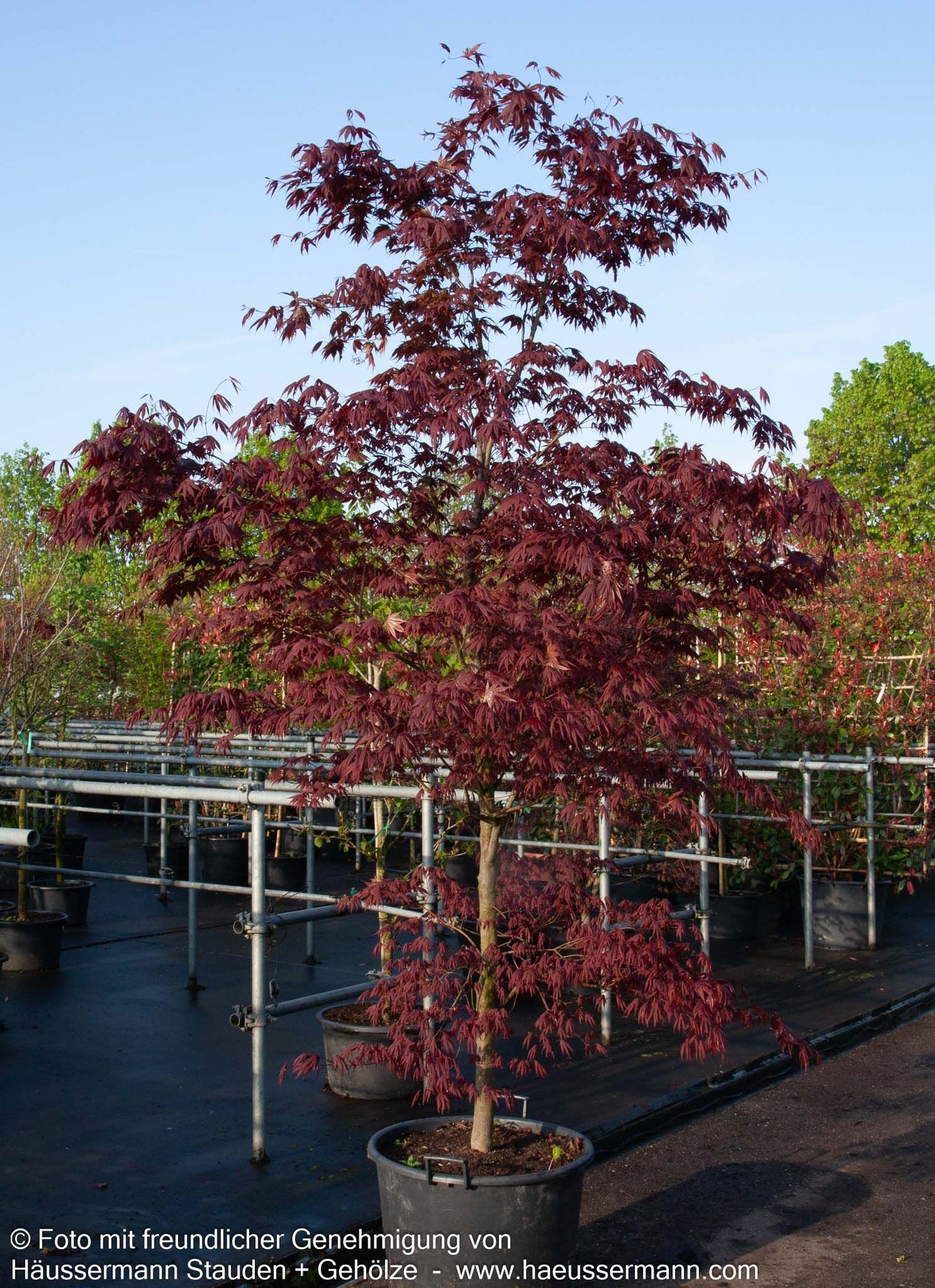 Rotblättriger Fächer-Ahorn 'Fireglow' (Acer palmatum)