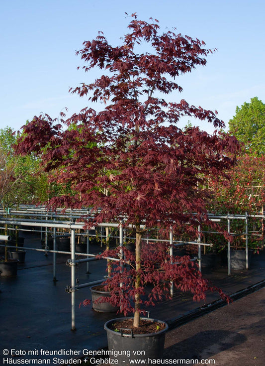 Rotblättriger Fächer-Ahorn 'Fireglow' (Acer palmatum)