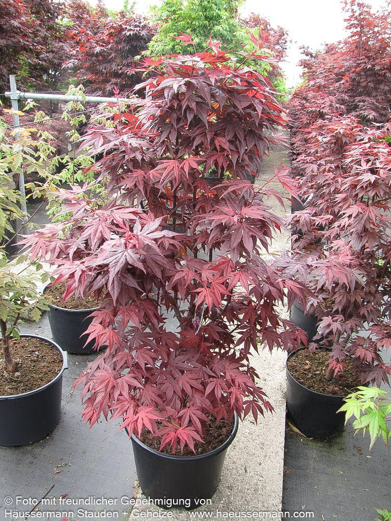 Rotblättriger Fächer-Ahorn 'Fireglow' (Acer palmatum)