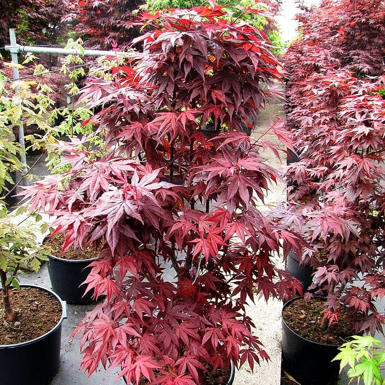Rotblättriger Fächer-Ahorn 'Fireglow' (Acer palmatum)