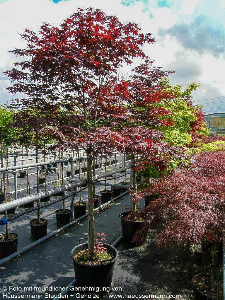Rotblättriger Fächer-Ahorn 'Red Emperor' (Acer palmatum)
