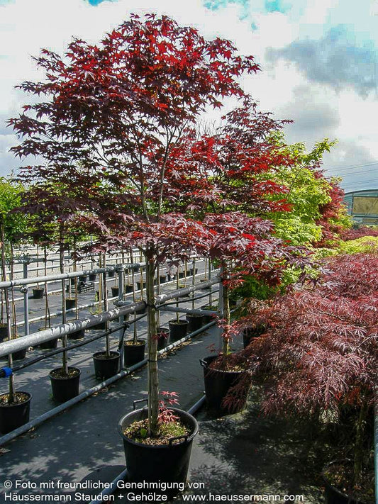 Rotblättriger Fächer-Ahorn 'Red Emperor' (Acer palmatum)