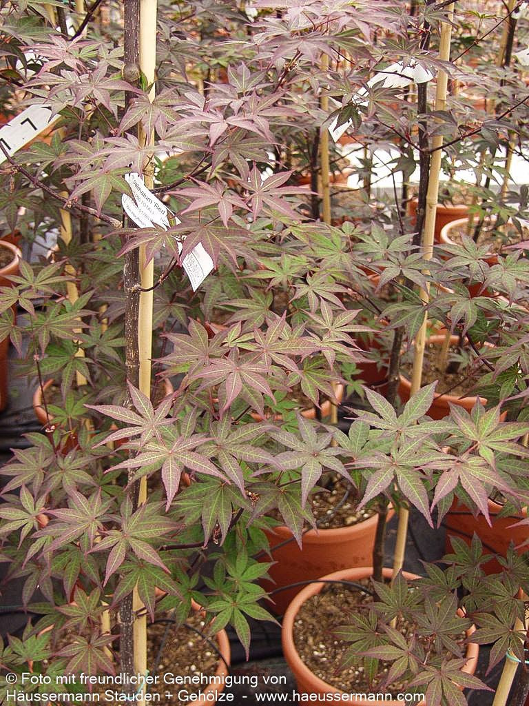 Rotblättriger Fächer-Ahorn 'Red Emperor' (Acer palmatum)