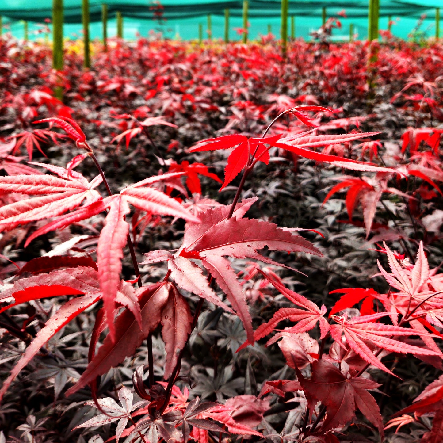 Rotblättriger Fächer-Ahorn 'Red Emperor' (Acer palmatum)