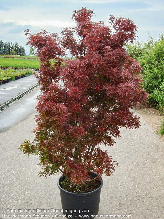 Rotblättriger Fächer-Ahorn 'Skeeter's Broom' (Acer palmatum)