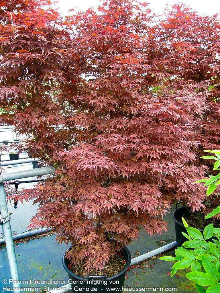 Rotblättriger Fächer-Ahorn 'Skeeter's Broom' (Acer palmatum)