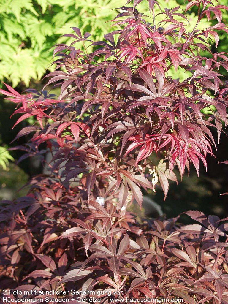 Rotblättriger Fächer-Ahorn 'Skeeter's Broom' (Acer palmatum)