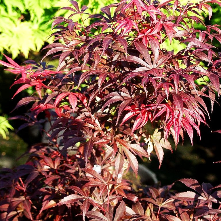 Rotblättriger Fächer-Ahorn 'Skeeter's Broom' (Acer palmatum)