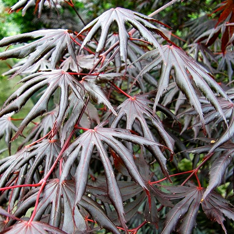 Rotblättriger Fächer-Ahorn 'Trompenburg' (Acer palmatum)
