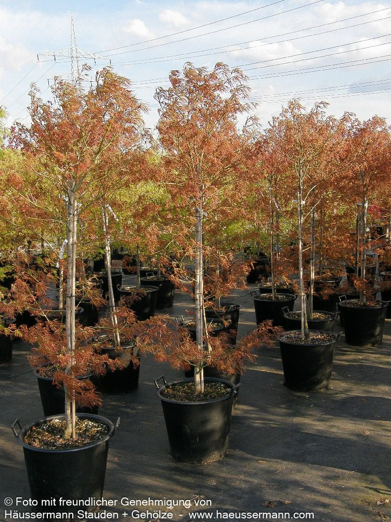 Rotblättriger Fächer-Ahorn 'Villa Taranto' (Acer palmatum)