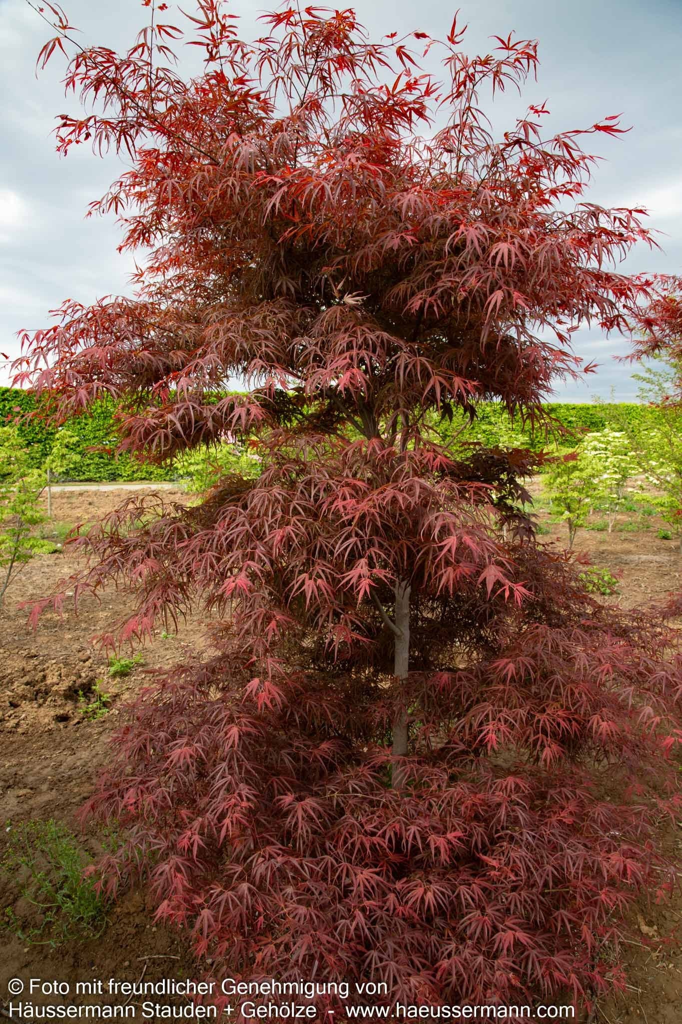 Rotblättriger Fächer-Ahorn 'Villa Taranto' (Acer palmatum)