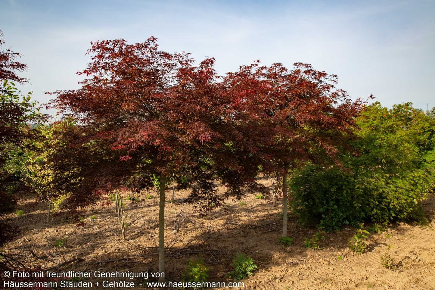 Rotblättriger Fächer-Ahorn 'Villa Taranto' (Acer palmatum)