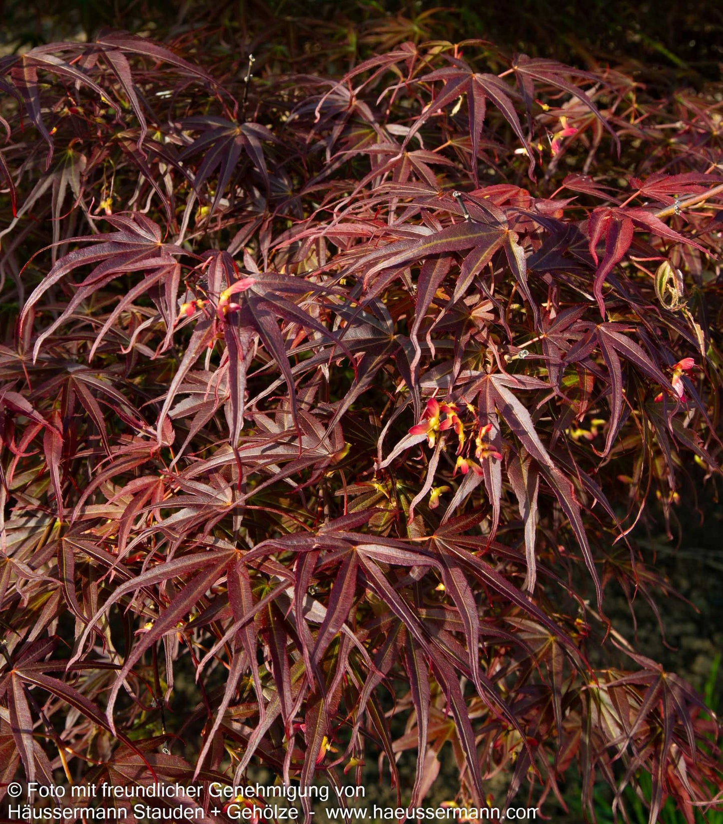 Rotblättriger Fächer-Ahorn 'Villa Taranto' (Acer palmatum)