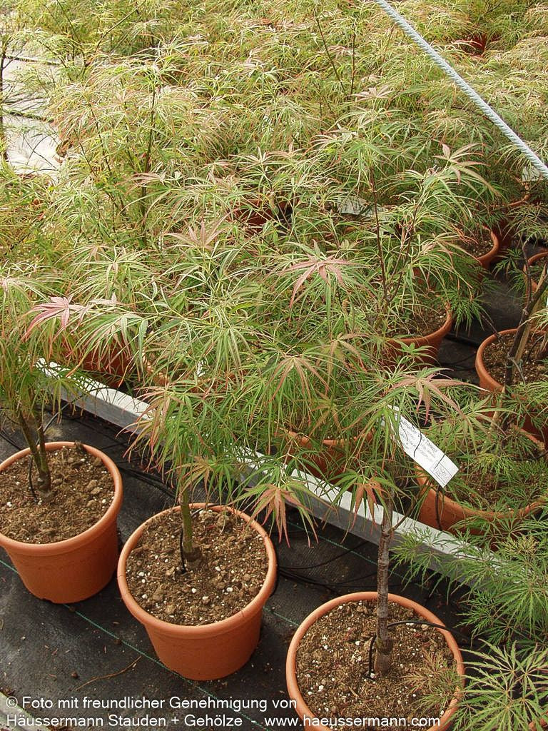 Rotblättriger Fächer-Ahorn 'Villa Taranto' (Acer palmatum)