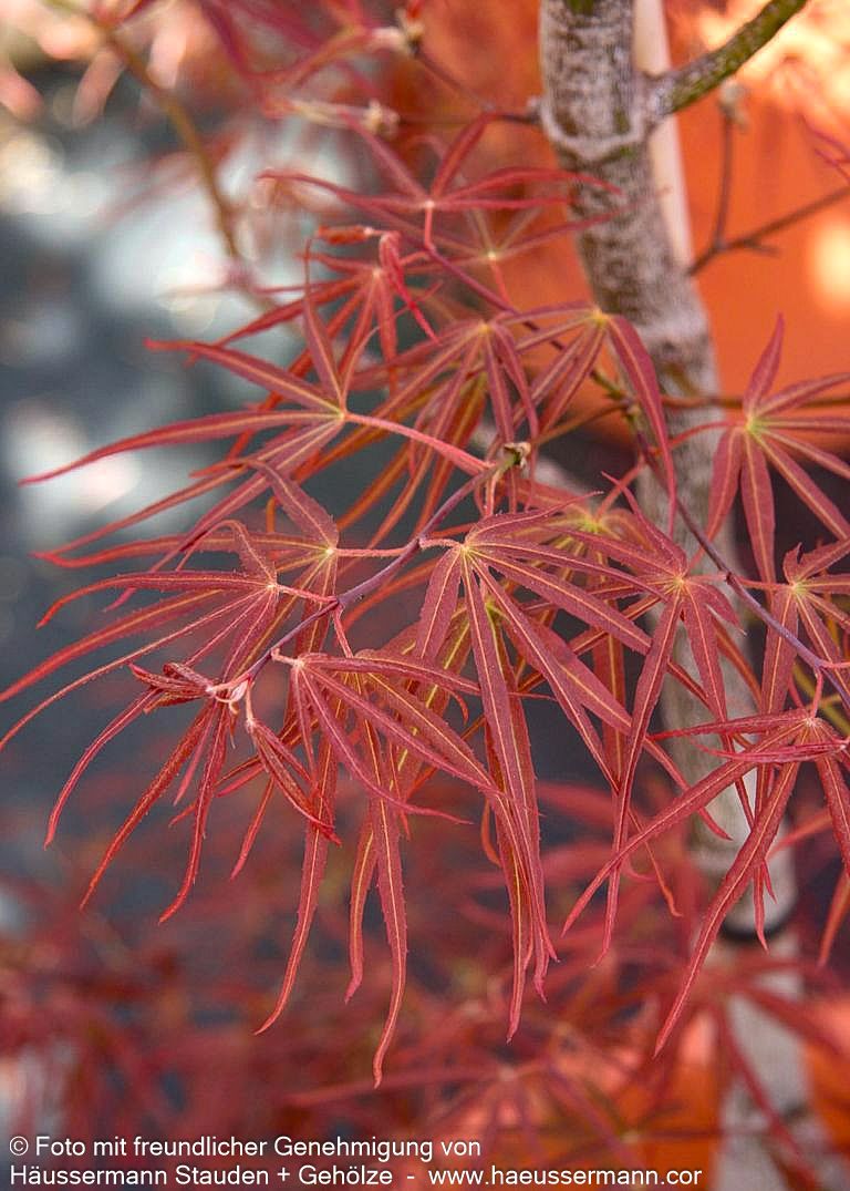 Rotblättriger Fächer-Ahorn 'Villa Taranto' (Acer palmatum)