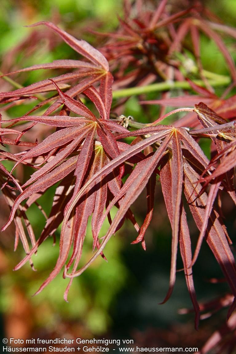 Rotblättriger Fächer-Ahorn 'Villa Taranto' (Acer palmatum)