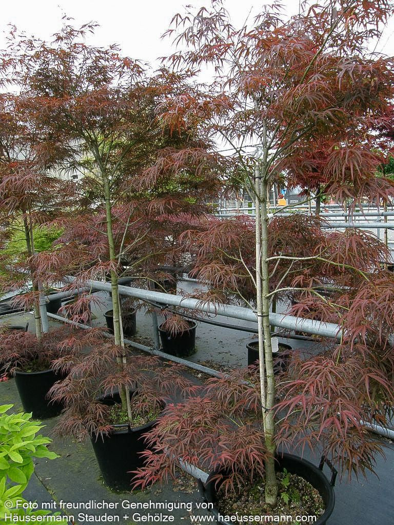 Rotblättriger Fächer-Ahorn 'Villa Taranto' (Acer palmatum)