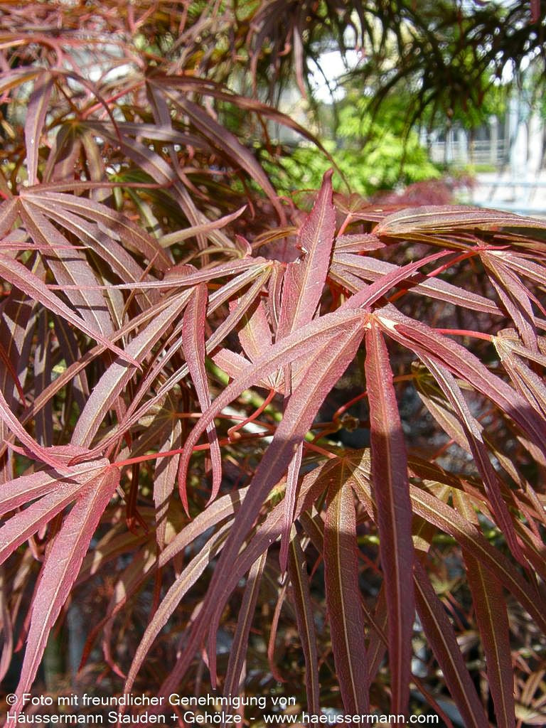Rotblättriger Fächer-Ahorn 'Villa Taranto' (Acer palmatum)