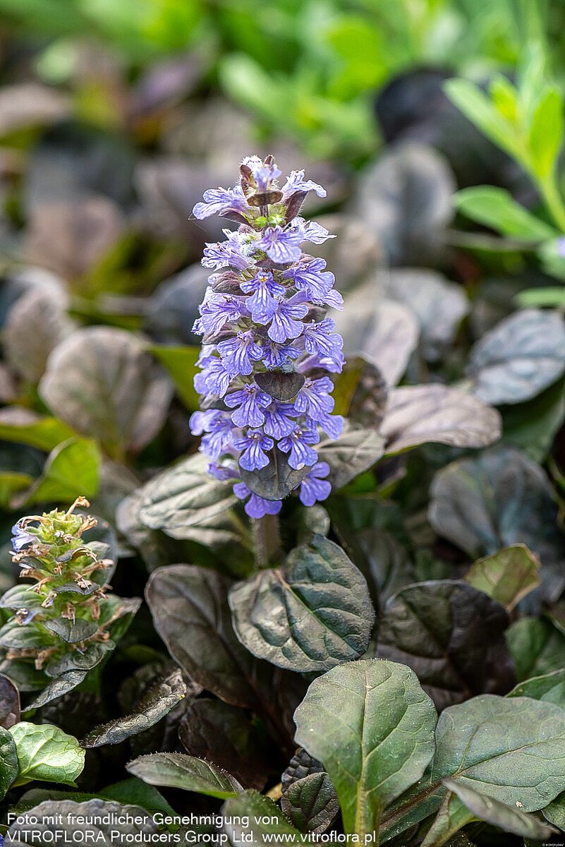 Rotblättriger Günsel 'Atropurpurea' (Ajuga reptans)