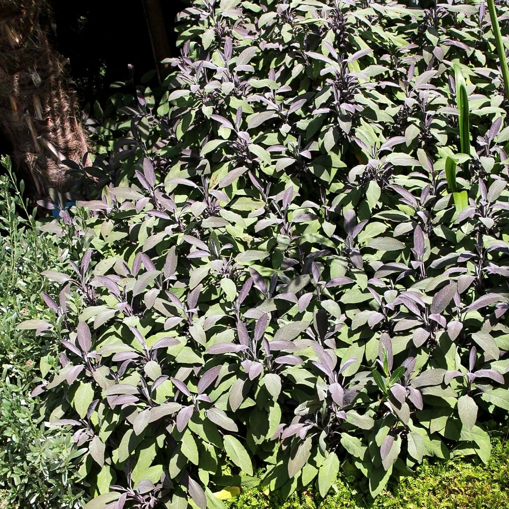 Rotblättriger Salbei 'Purpurascens' (Salvia officinalis)
