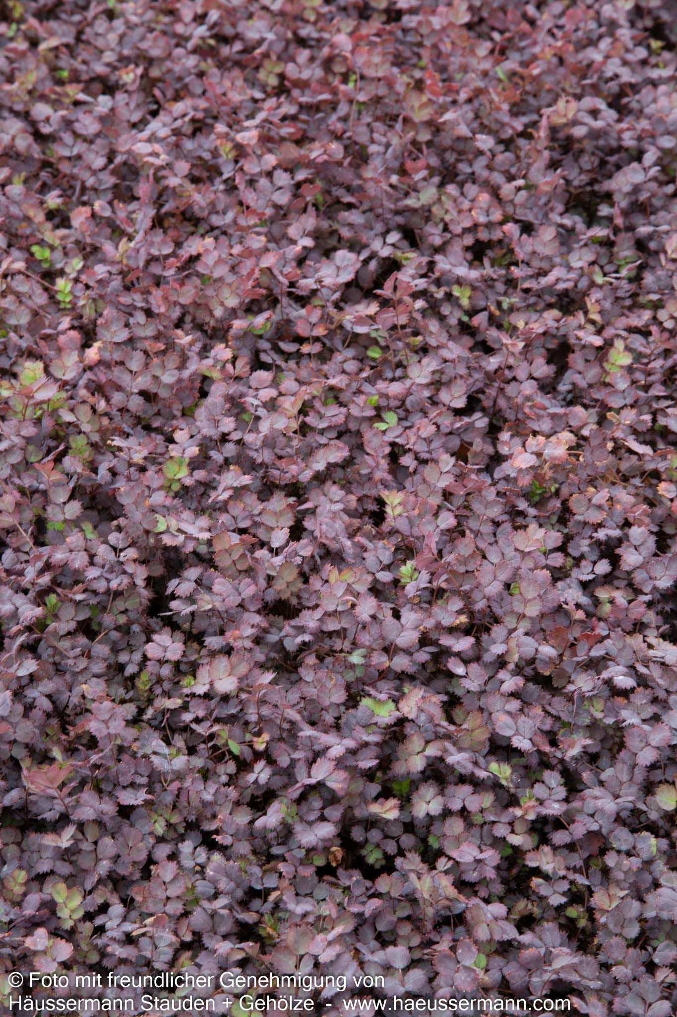 Rotblättriges Stachelnüsschen 'Purpurea' (Acaena inermis)