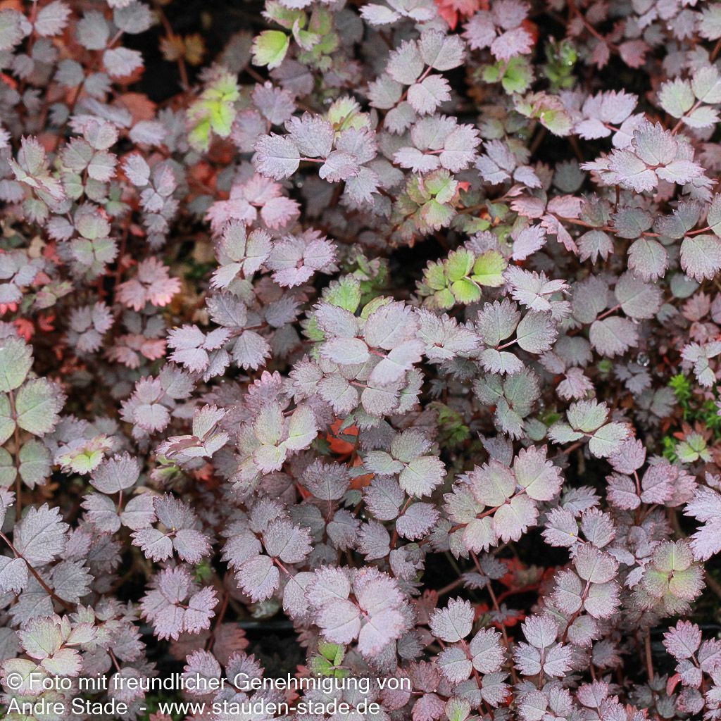 Rotblättriges Stachelnüsschen 'Purpurea' (Acaena inermis)