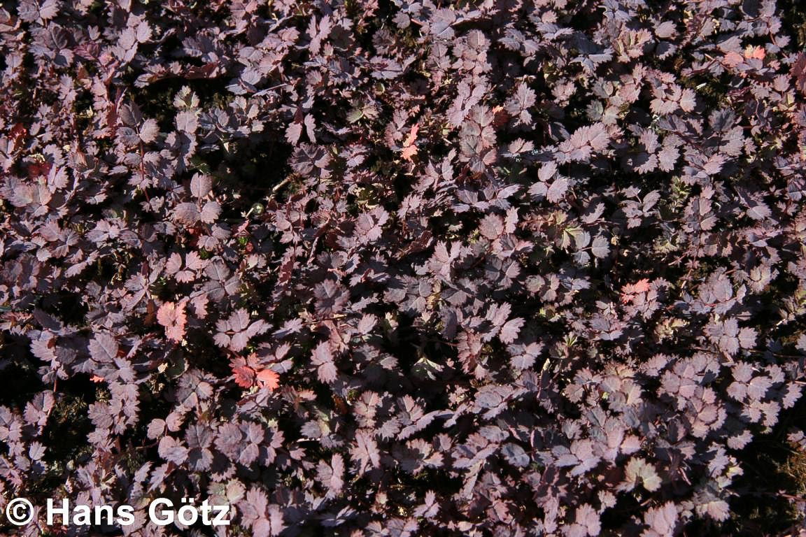 Rotblättriges Stachelnüsschen 'Purpurea' (Acaena inermis)