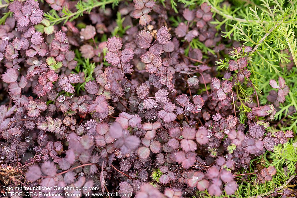 Rotblättriges Stachelnüsschen 'Purpurea' (Acaena inermis)