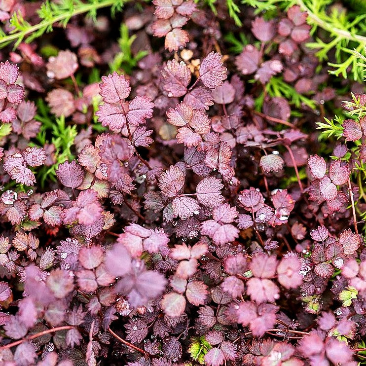 Rotblättriges Stachelnüsschen 'Purpurea' (Acaena inermis)