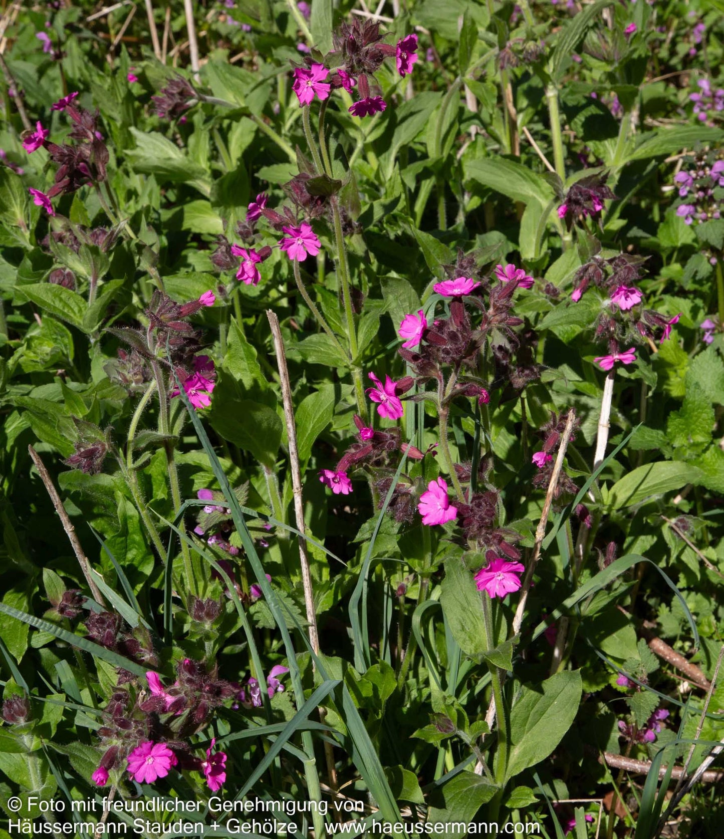 Rotblühende Lichtnelke (Silene dioica)