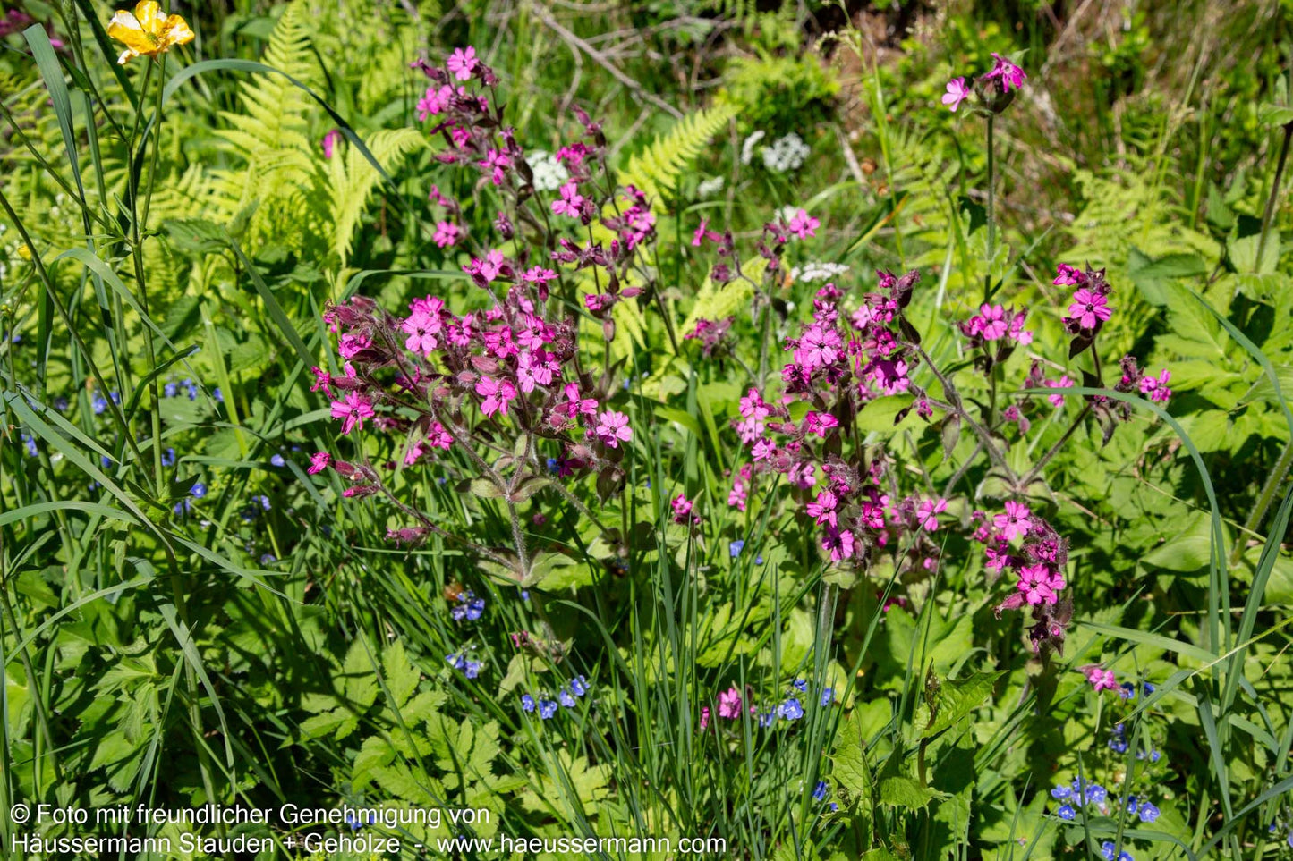 Rotblühende Lichtnelke (Silene dioica)