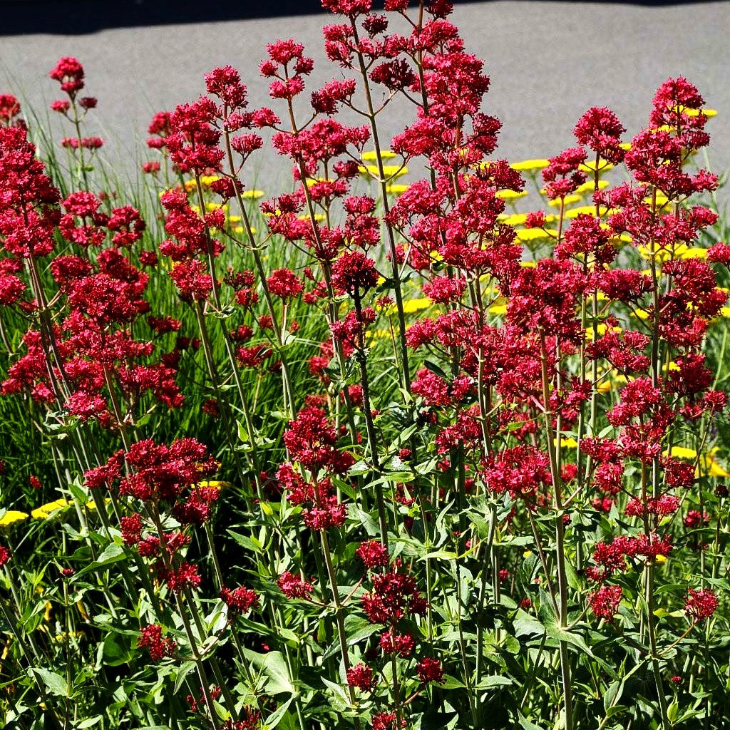 Rotblühende Spornblume 'Coccineus' (Centranthus ruber)