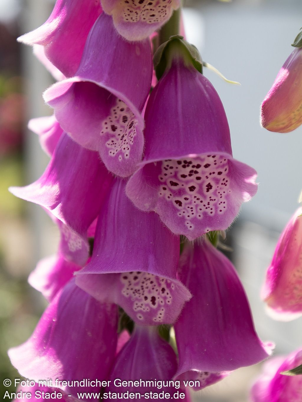 Rotblühender Fingerhut (Digitalis purpurea)