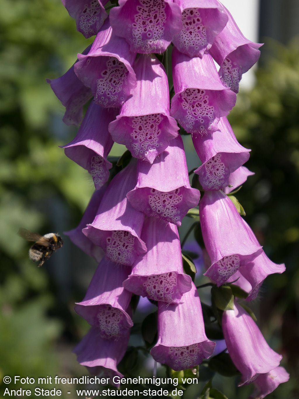 Rotblühender Fingerhut (Digitalis purpurea)